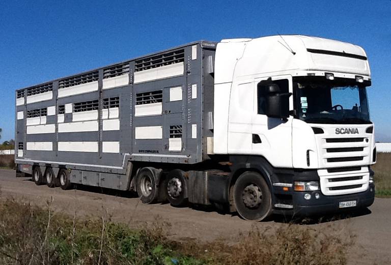 Заказать скотовоз для крупного рогатого скота из Понамаревского района в Адамовский район
